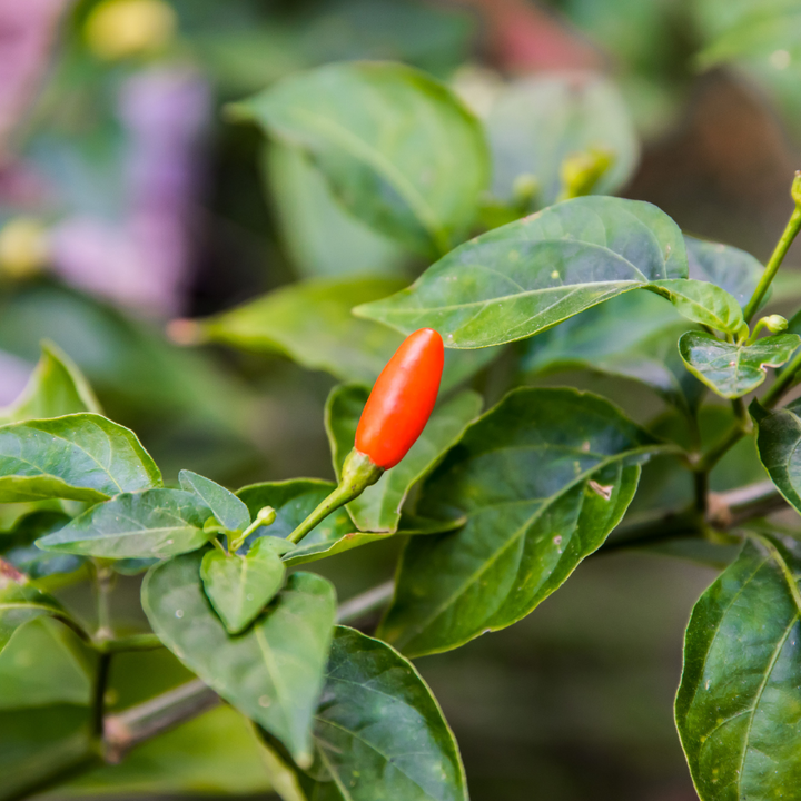 Tabasco Pepper