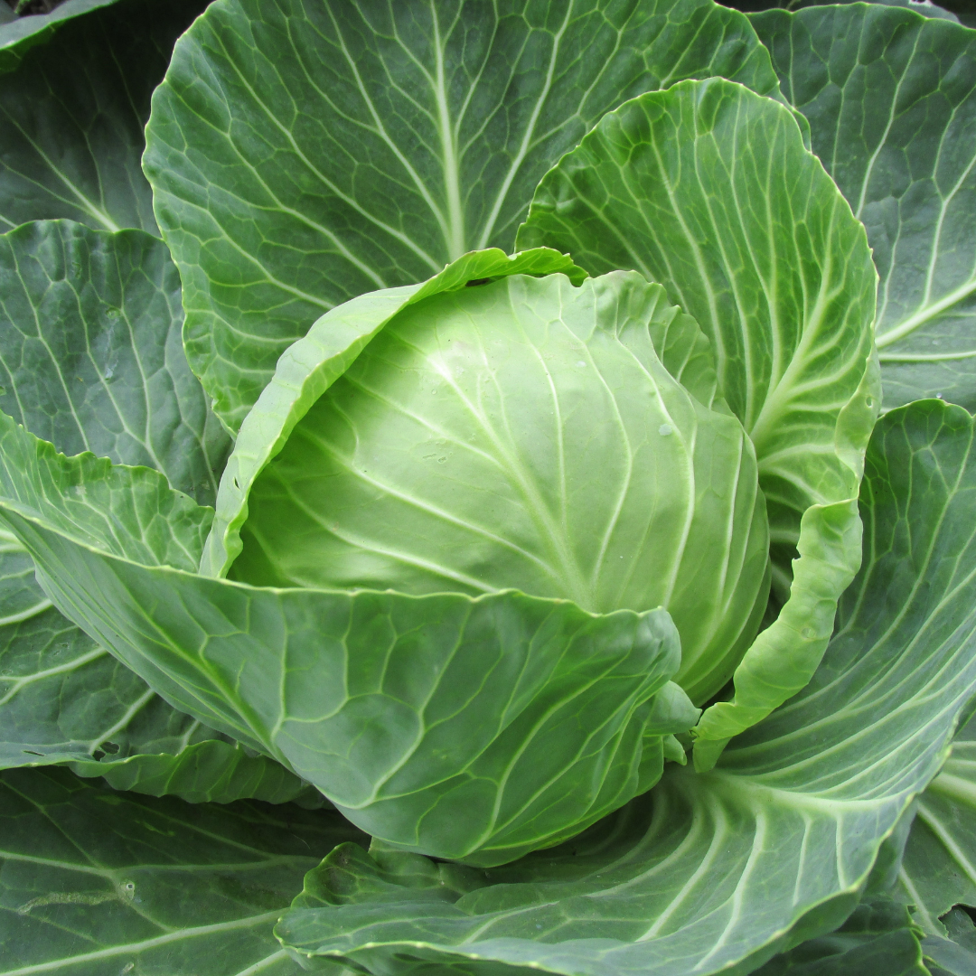 Copenhagen Market Cabbage