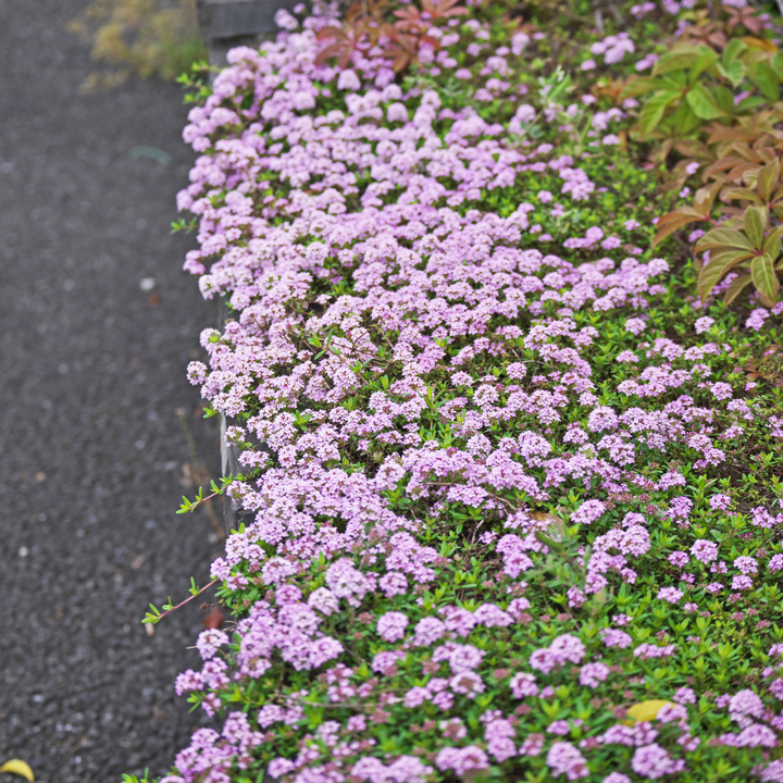 Creeping Thyme