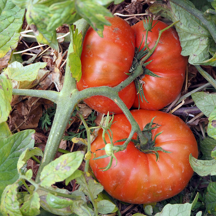 Super Fantastic Tomato