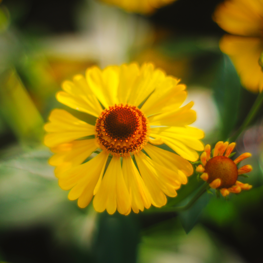 Autumn Sneezeweed