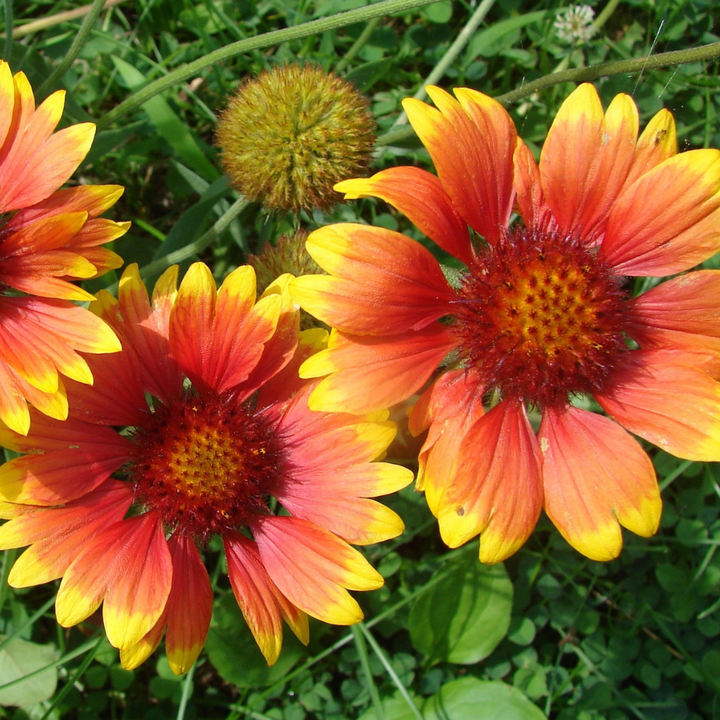 Arizona Sun Gaillardia