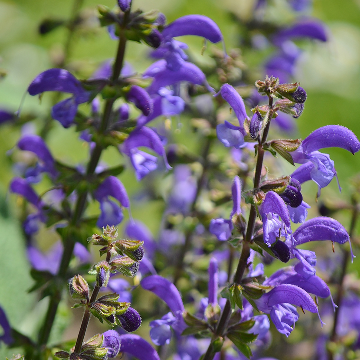 Lighthouse Purple Salvia