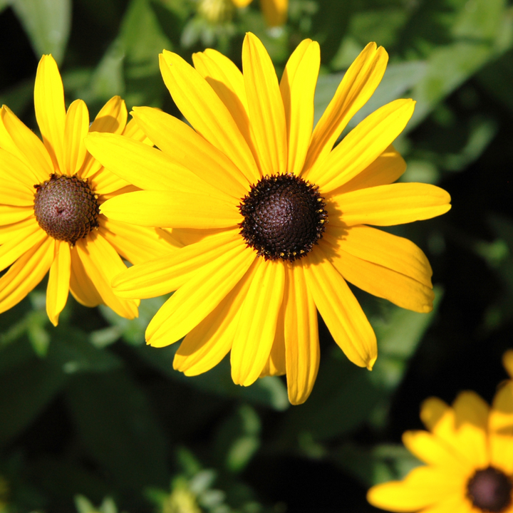 Black Eyed Susan (Rudbeckia)