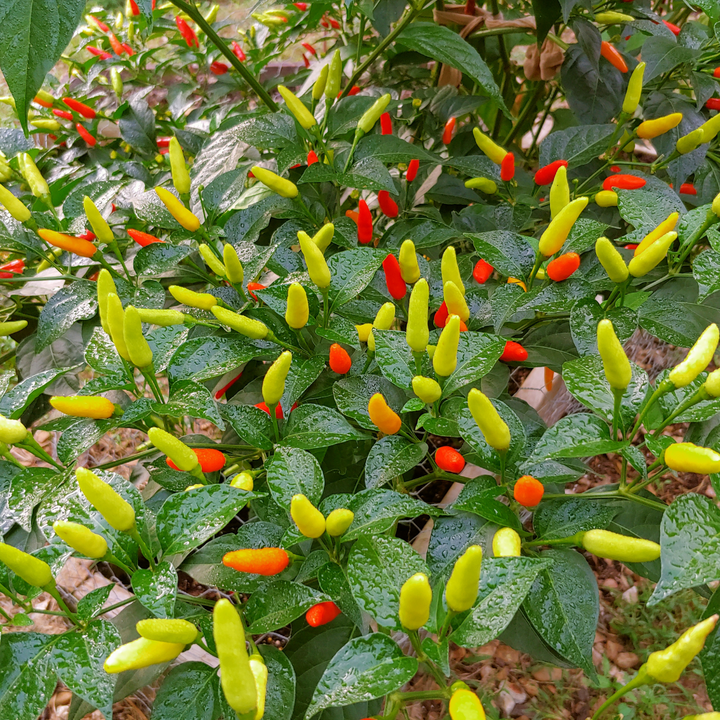 Tabasco Pepper