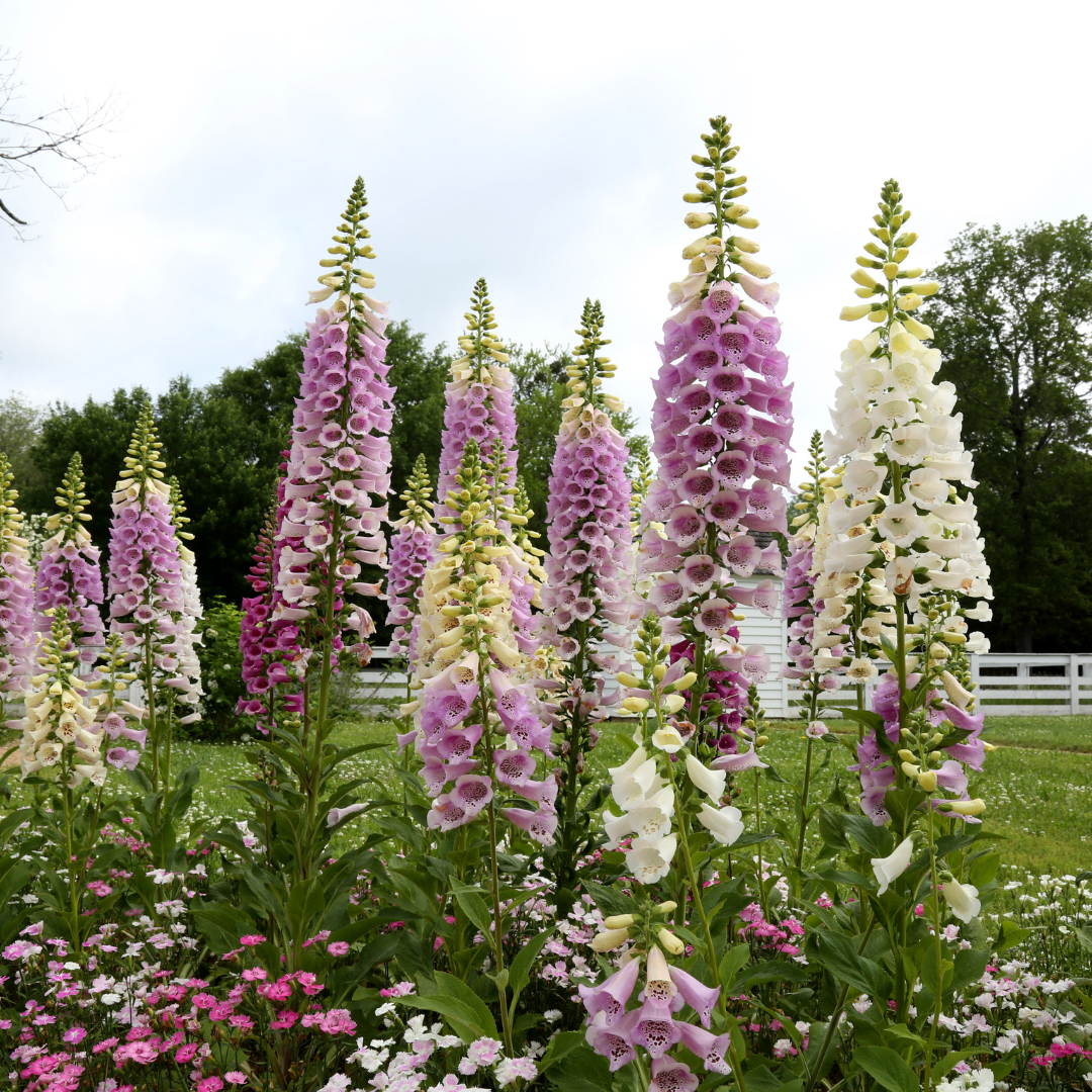 Excelsior Hybrids Foxglove