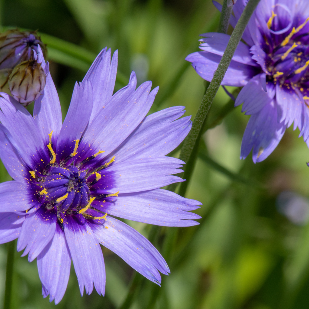 Cupids Dart Blue