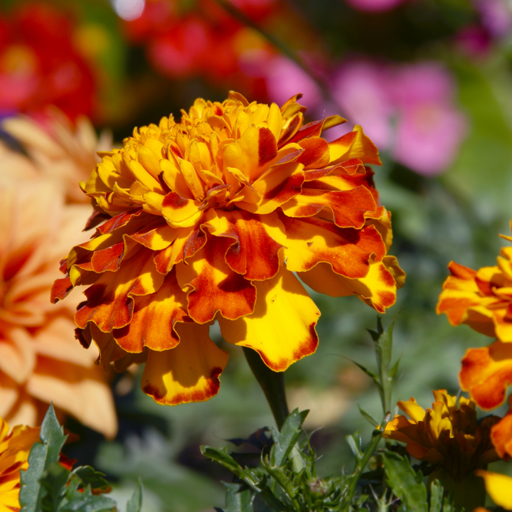 Flamenco French Marigold