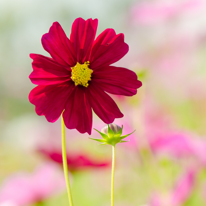 Rubenza Cosmos