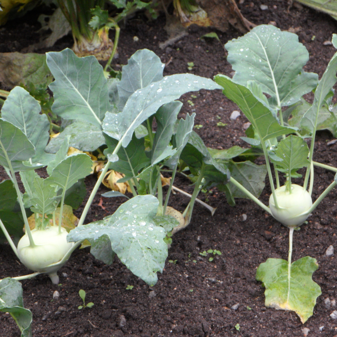 White Vienna Kohlrabi