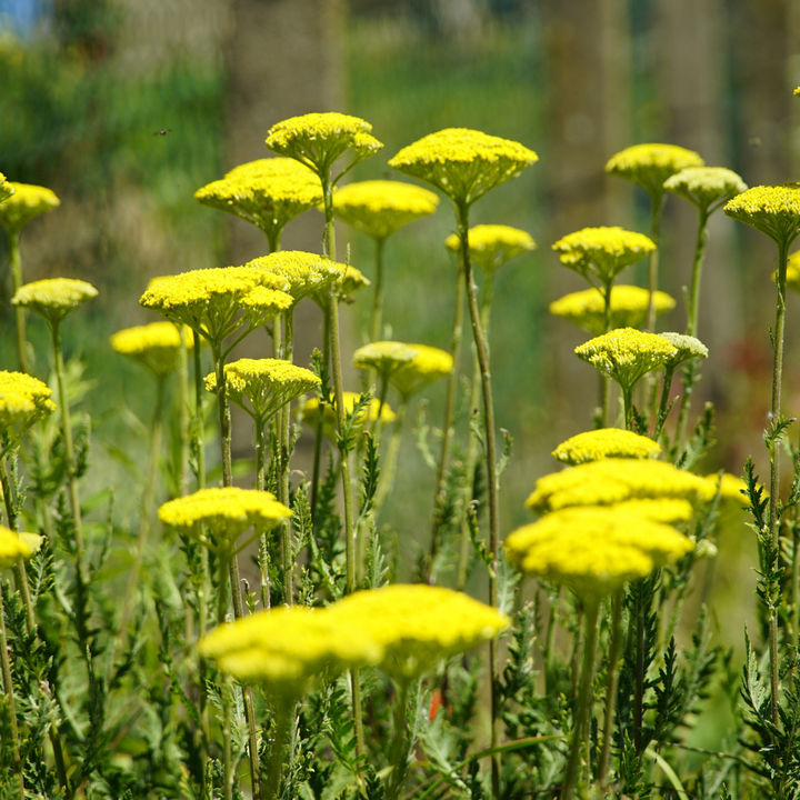 Golden Yarrow