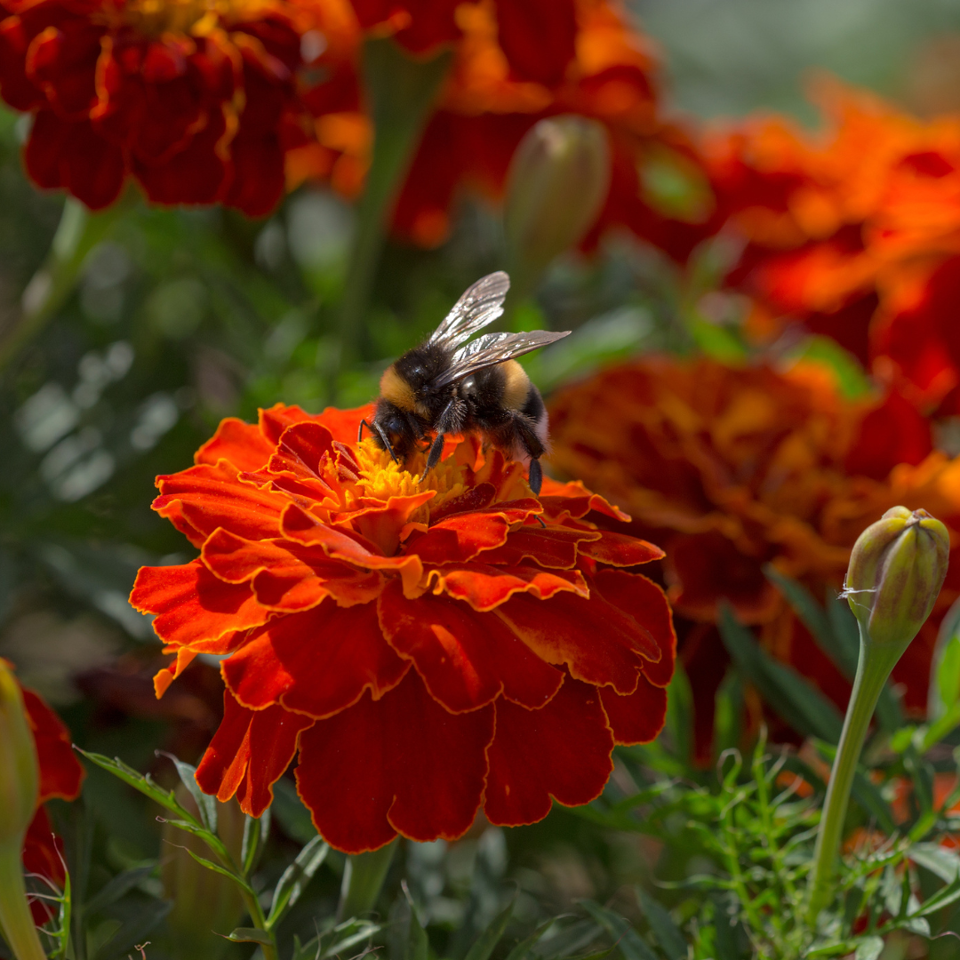 Durango Red French Marigold