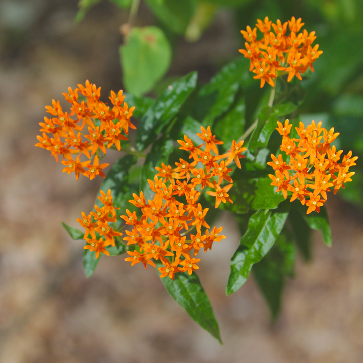 Butterfly Bush/ Butterfly Weed