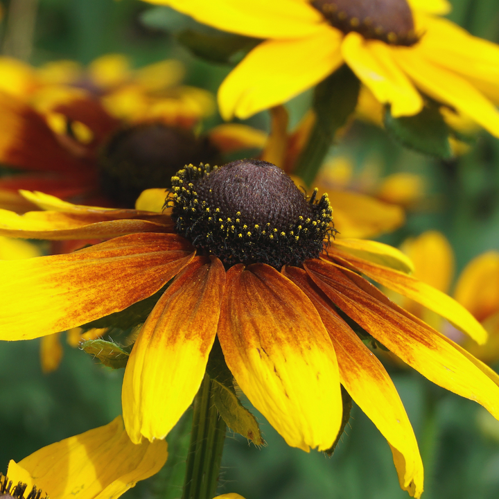 Cappuccino Rudbeckia