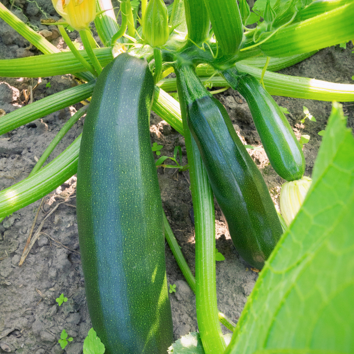 Dark Green Zucchini