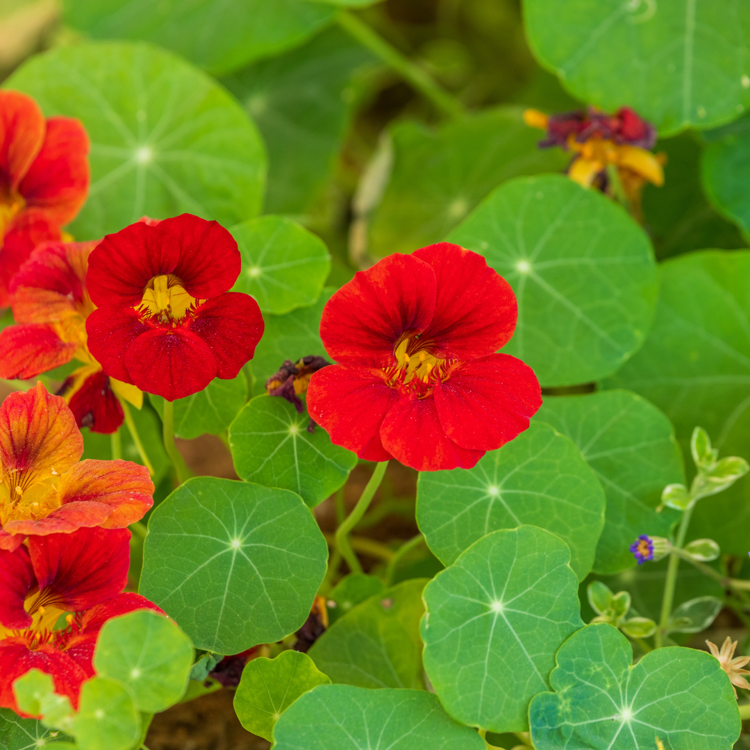 Empress Of India Nasturtium