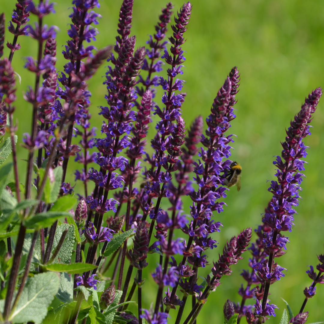 Lighthouse Purple Salvia