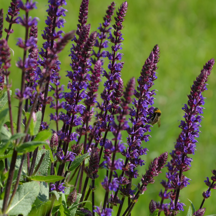 Lighthouse Purple Salvia