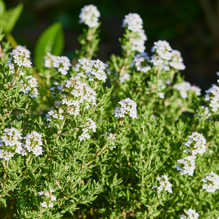 English Thyme