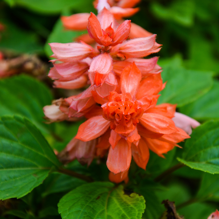 Mojave Salmon Salvia