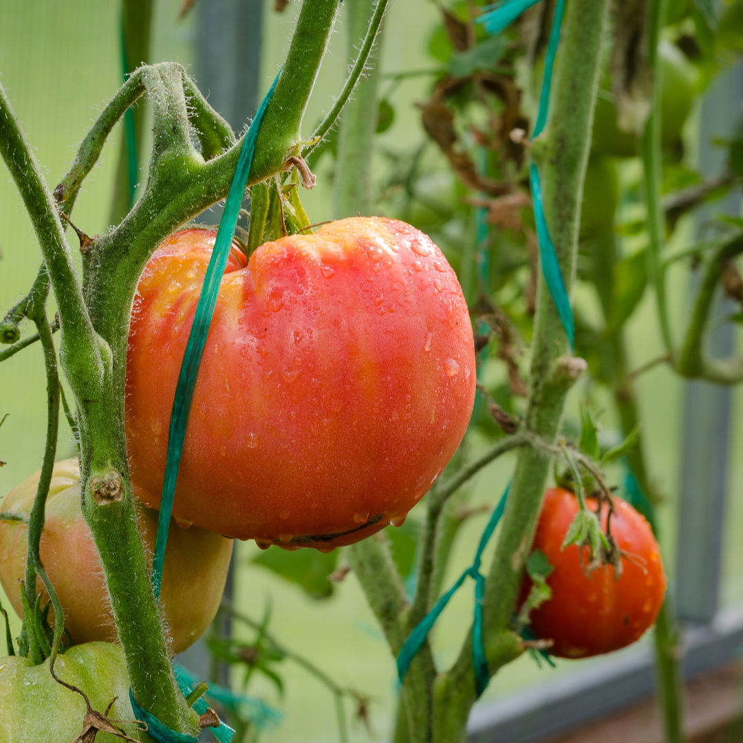 Super Fantastic Tomato