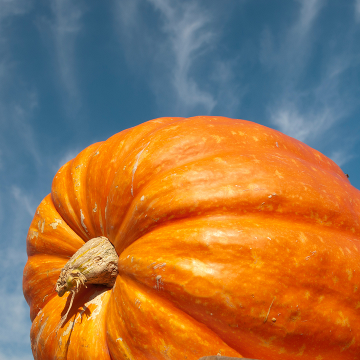 Atlantic Giant Pumpkin