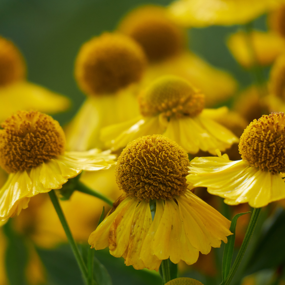 Autumn Sneezeweed