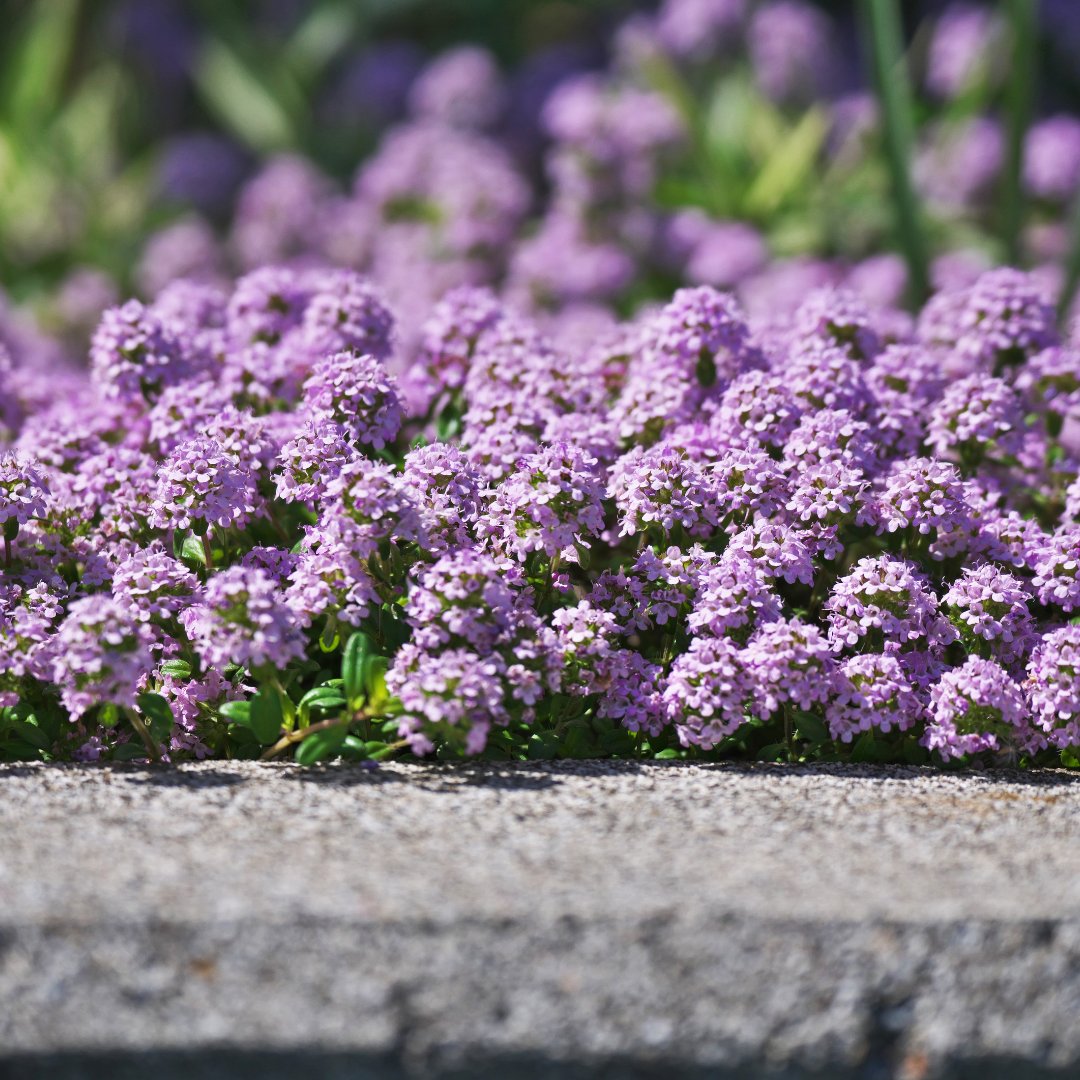 Creeping Thyme