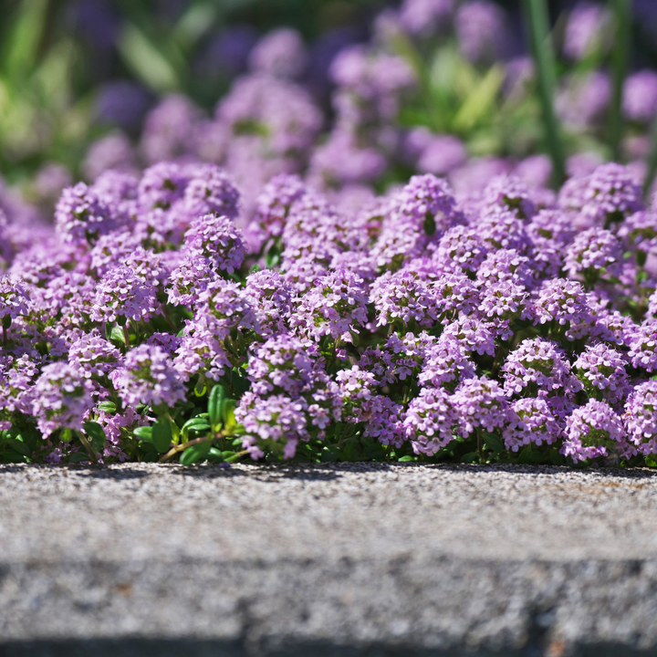 Creeping Thyme