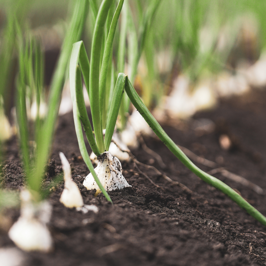 White Sweet Spanish Onion