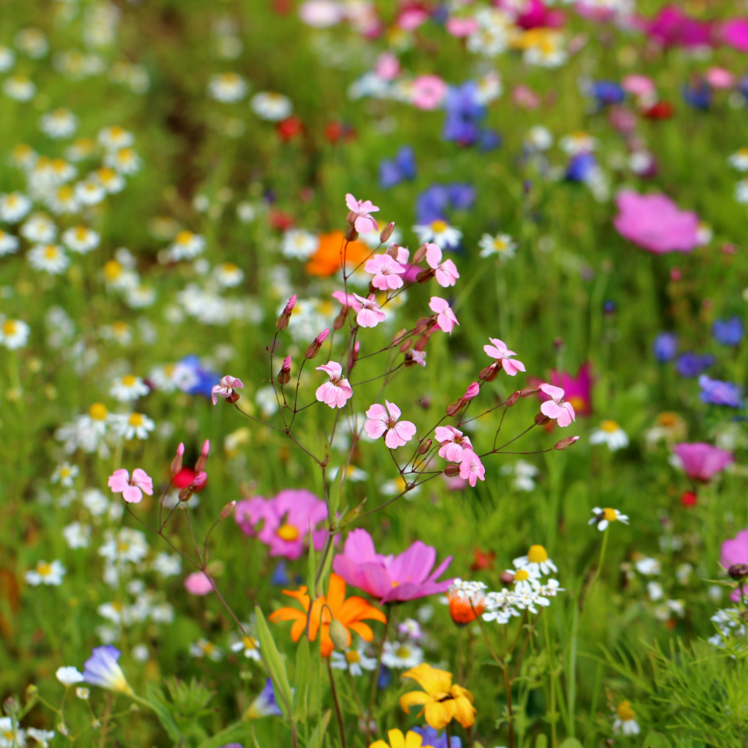 Wildflower Sun Mix