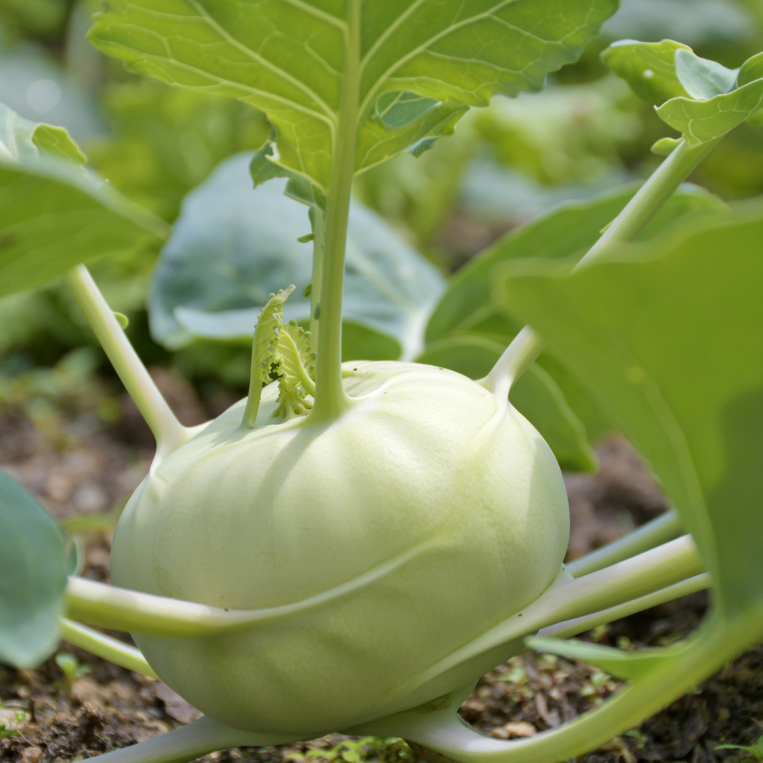 White Vienna Kohlrabi