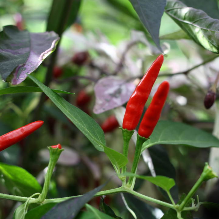 Tabasco Pepper