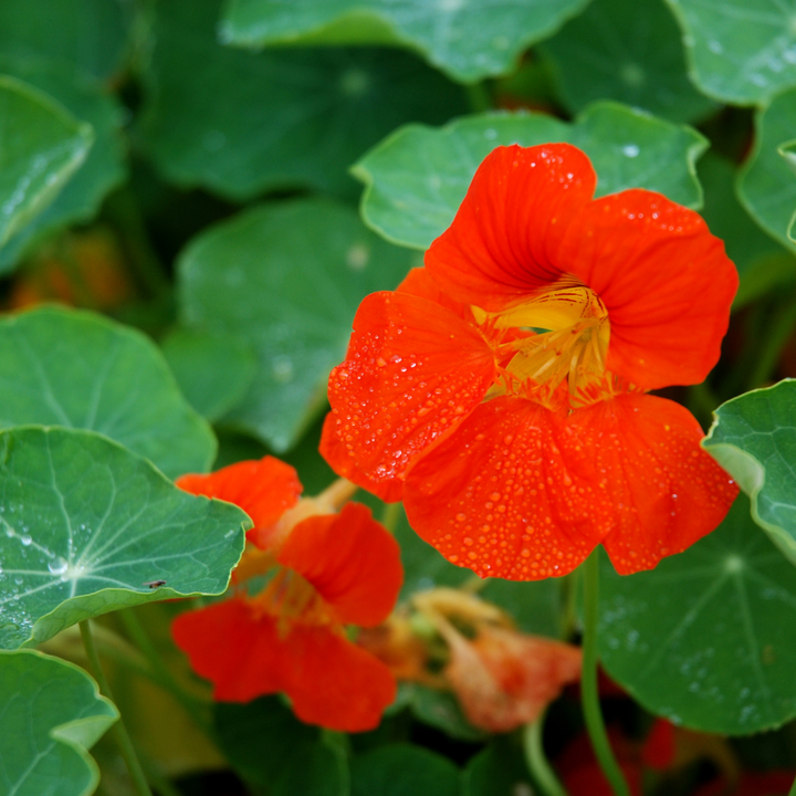 Empress Of India Nasturtium