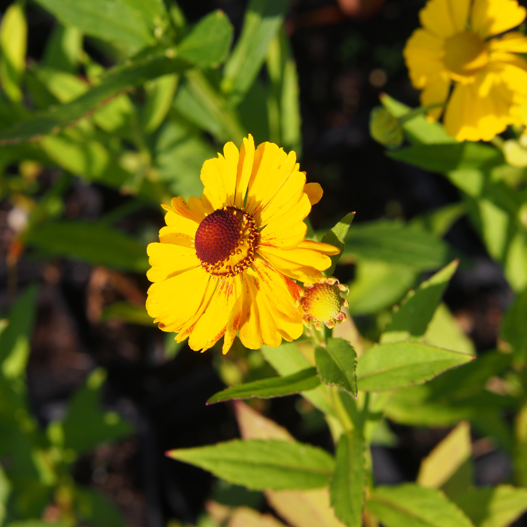 Autumn Sneezeweed