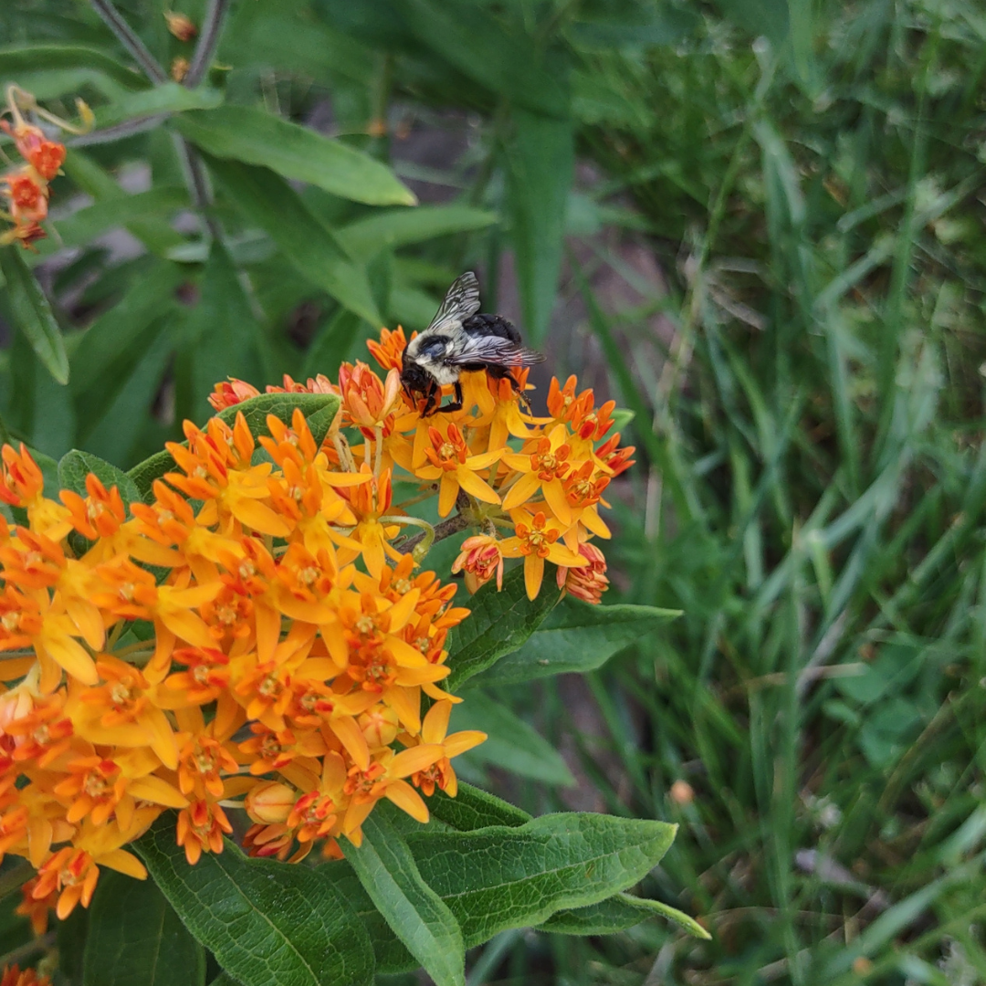 Butterfly Bush/ Butterfly Weed