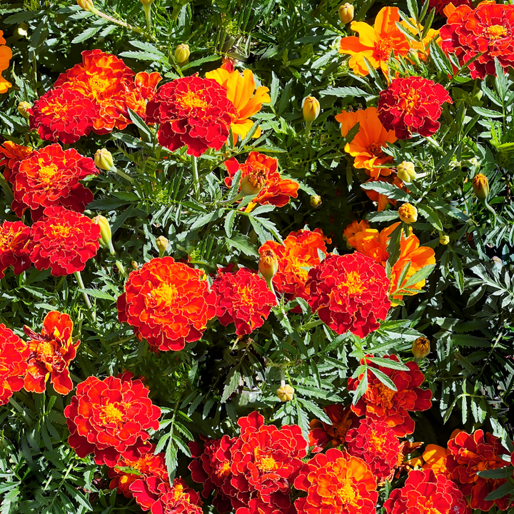 Durango Red French Marigold