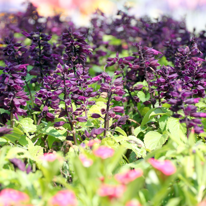 Lighthouse Purple Salvia