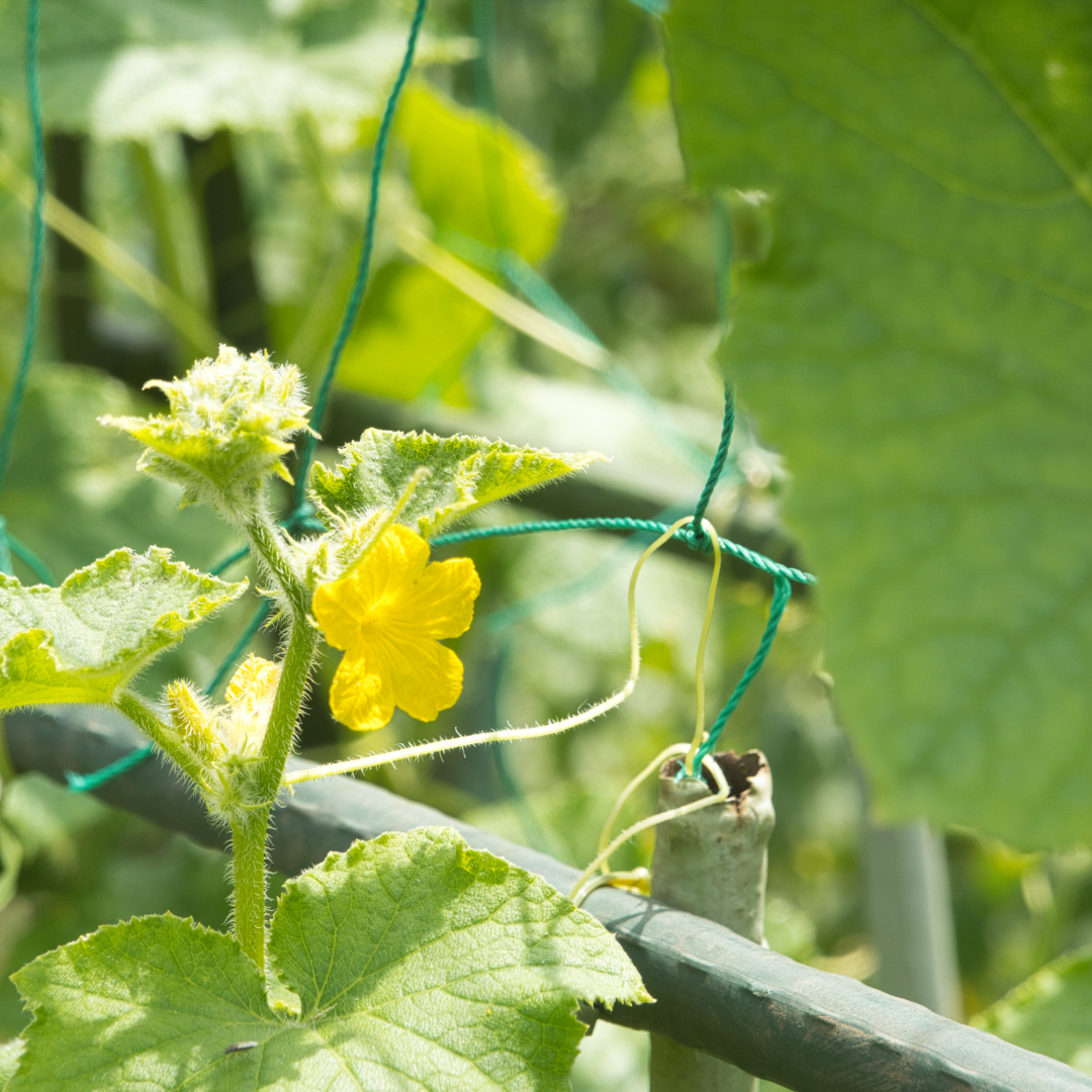 Spacemaster Bush Cucumber