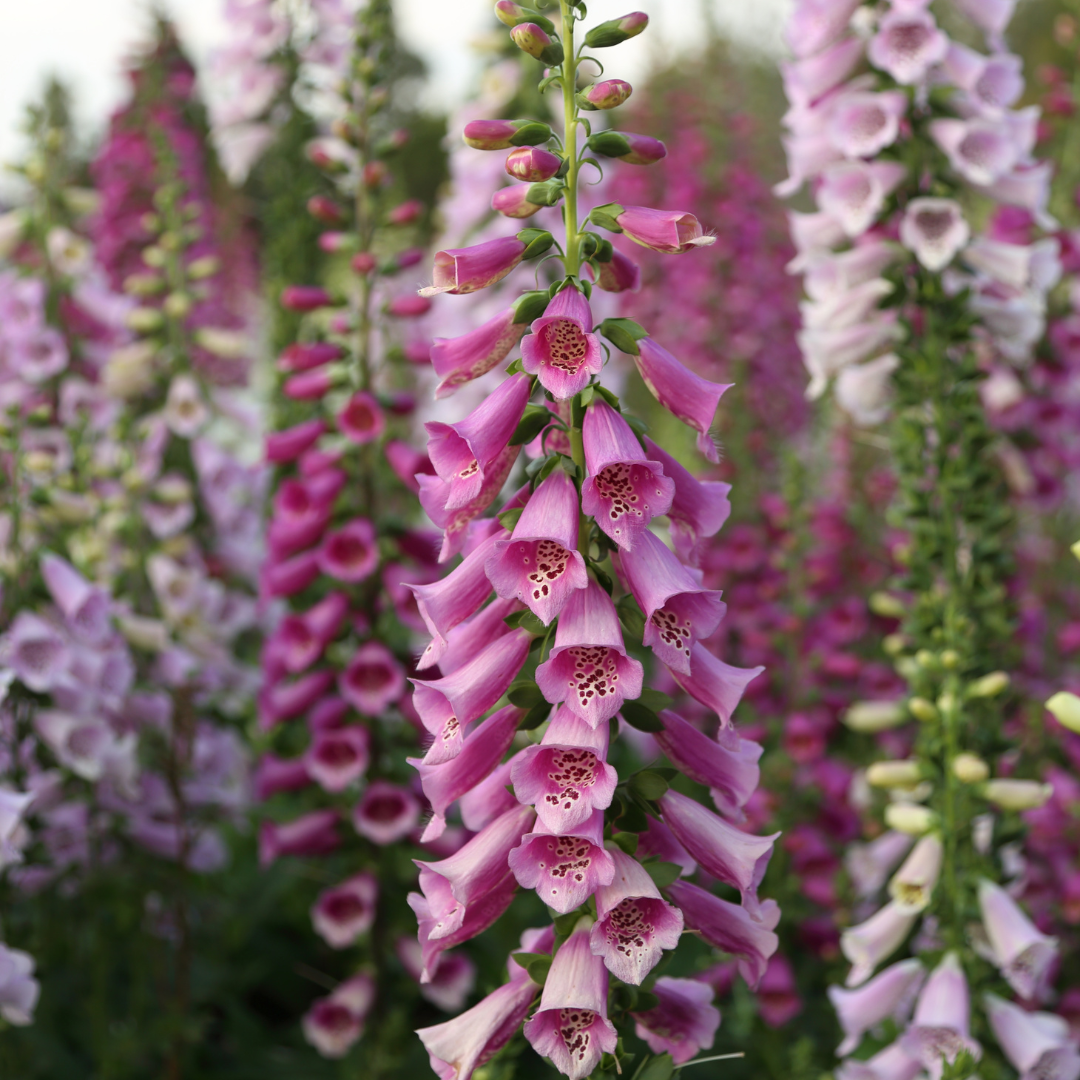 Excelsior Hybrids Foxglove