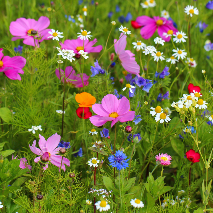 Wildflower Sun Mix