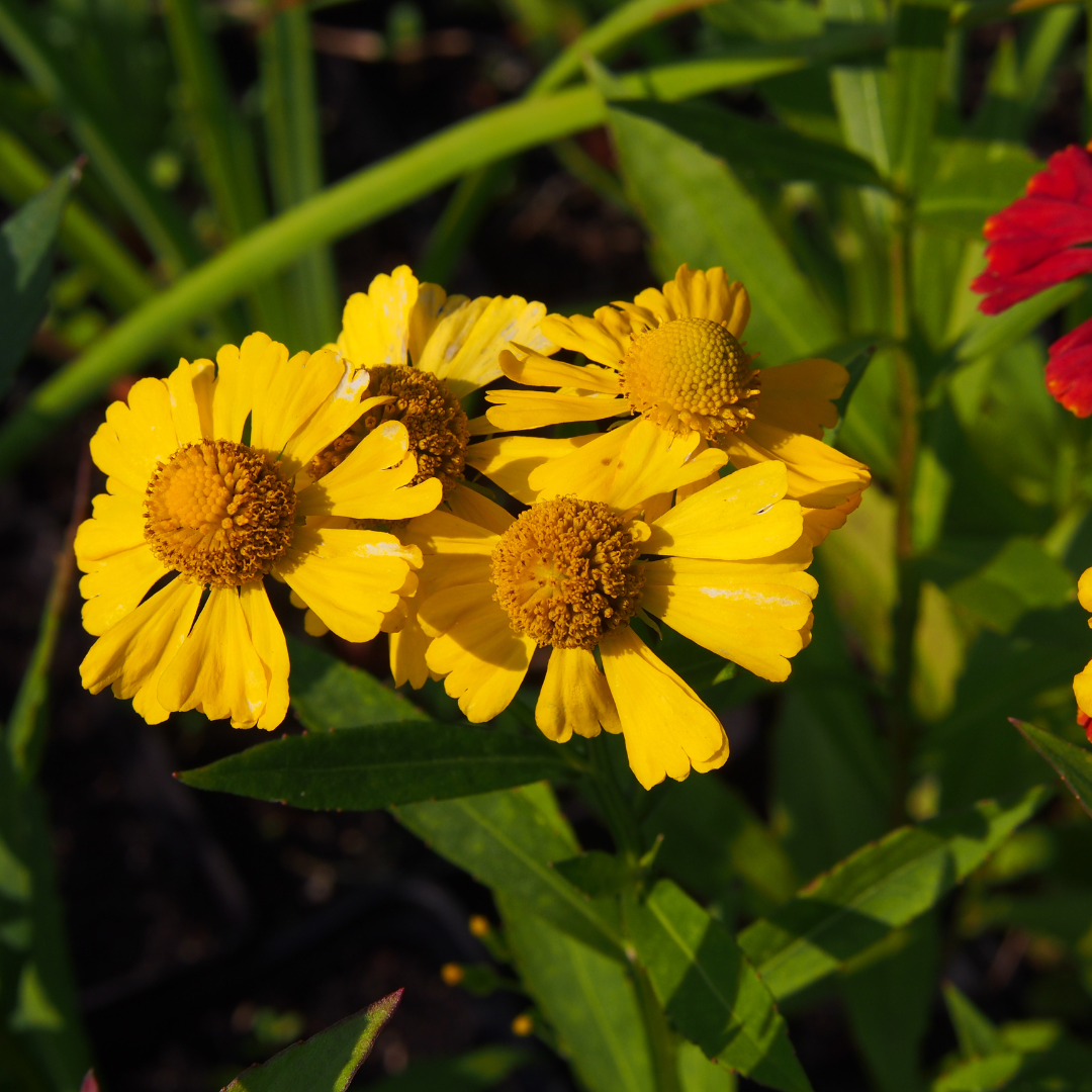 Autumn Sneezeweed