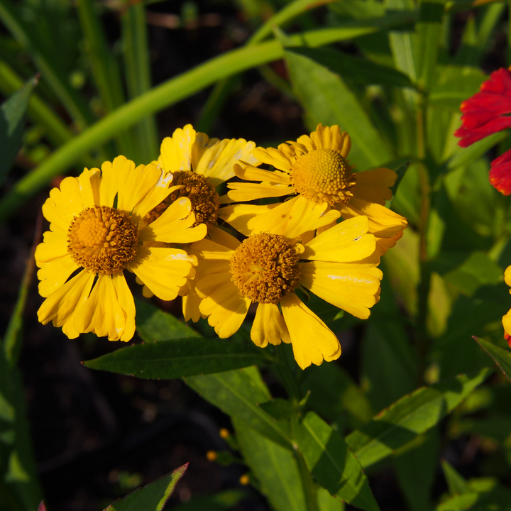 Autumn Sneezeweed