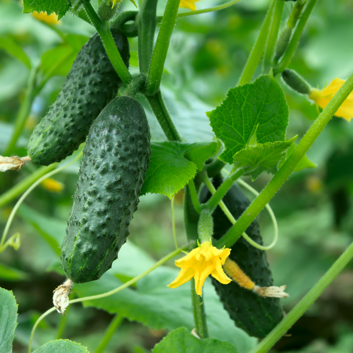 Spacemaster Bush Cucumber