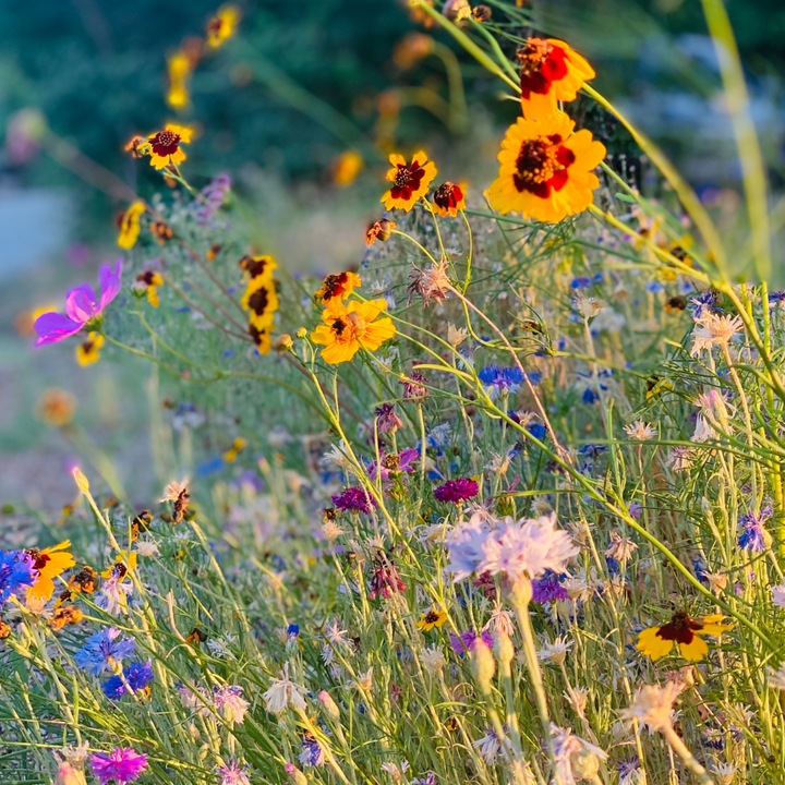 Wildflower Sun Mix