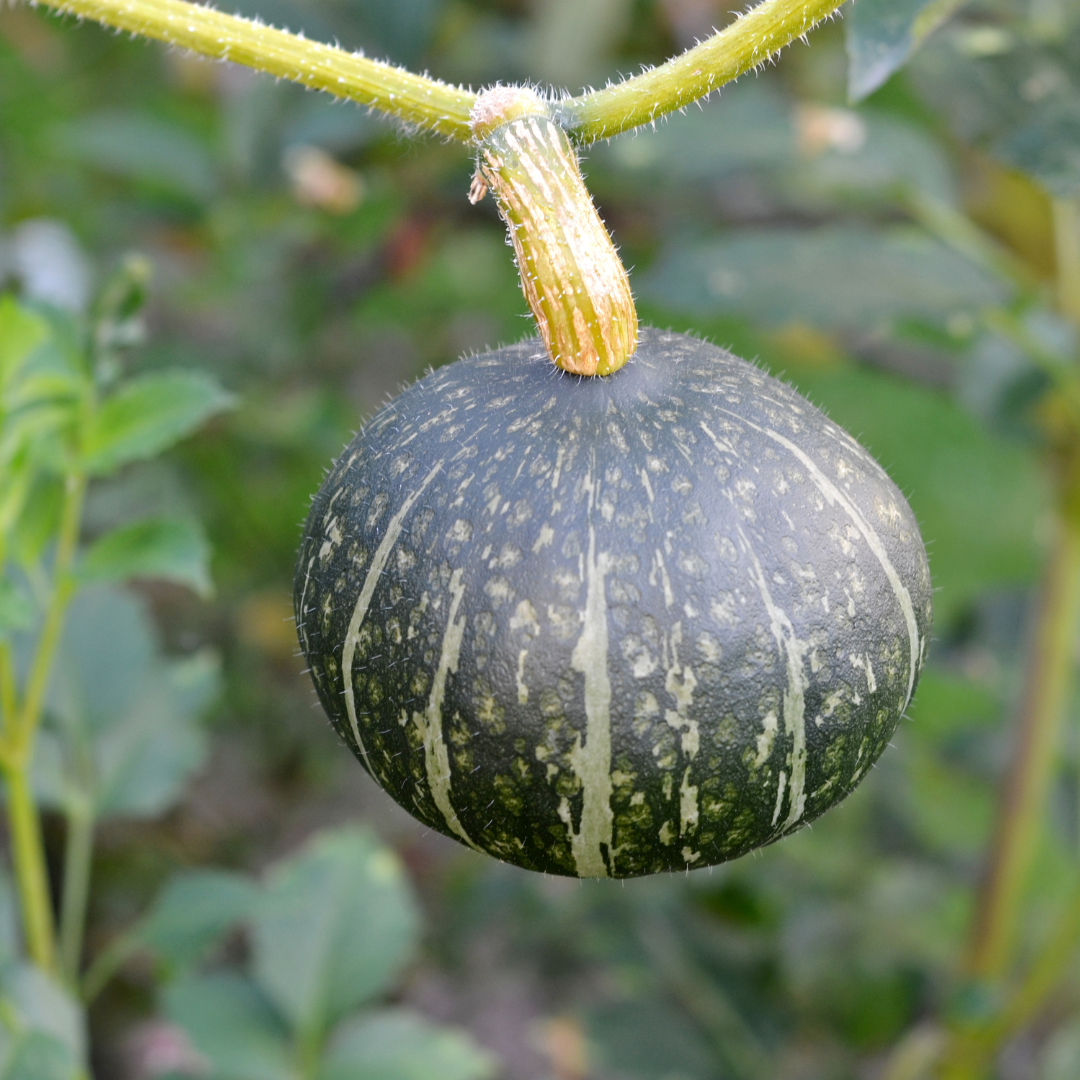 Burgess Buttercup Squash