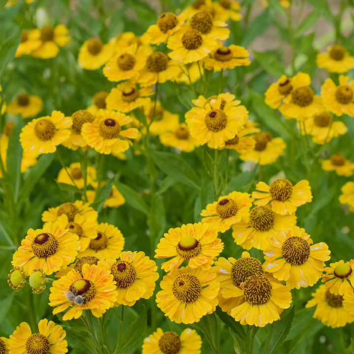 Autumn Sneezeweed