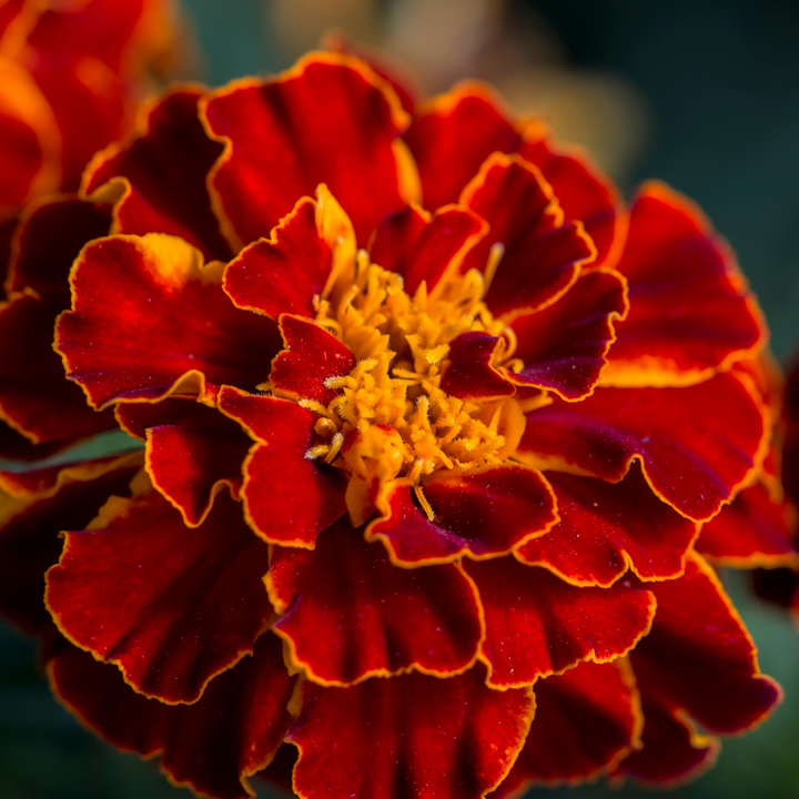 Durango Red French Marigold