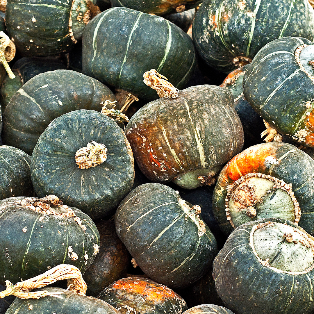 Burgess Buttercup Squash