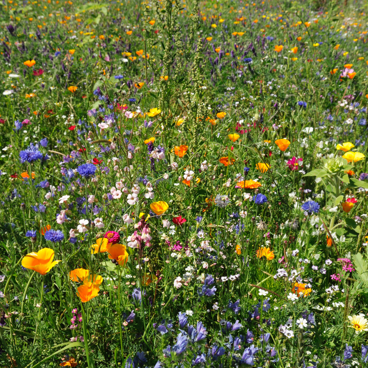 Wildflower Sun Mix